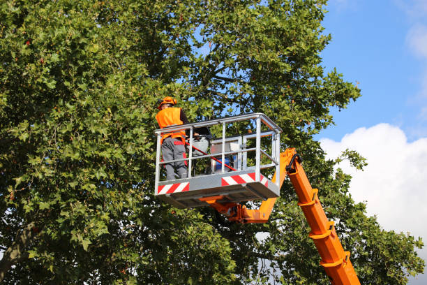 Best Commercial Tree Removal  in USA